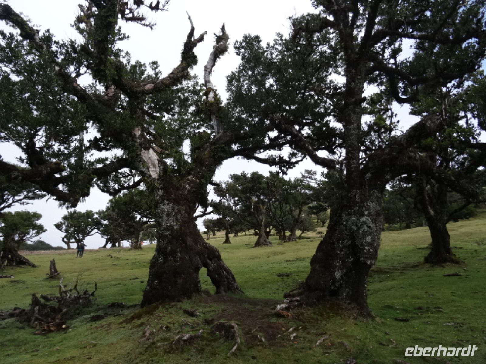 Funal und der mystische Wald  &ndash; &copy; Hans-Joachim Trutz (Eberhardt TRAVEL)