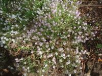Honigblume &ndash; &copy; Hans-Joachim Trutz (Eberhardt TRAVEL)