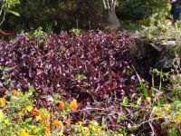 Tradescantia &ndash; &copy; Hans-Joachim Trutz (Eberhardt TRAVEL)