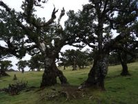 Funal und der mystische Wald  &ndash; &copy; Hans-Joachim Trutz (Eberhardt TRAVEL)