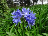 Quinta do Palheiro= Privatgarten der Familie Blandy - Agapanthus &ndash; &copy; Hans-Joachim Trutz (Eberhardt TRAVEL)