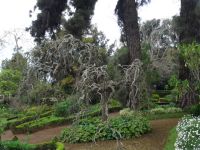 Japanischer Pagodenbaum &ndash; &copy; Hans-Joachim Trutz (Eberhardt TRAVEL)