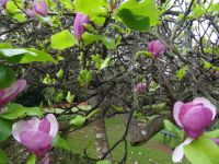 Tulpenmagnolie &ndash; &copy; Hans-Joachim Trutz (Eberhardt TRAVEL)