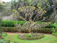 Quinta do Palheiro
