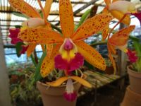 Orchidee &ndash; &copy; Hans-Joachim Trutz (Eberhardt TRAVEL)