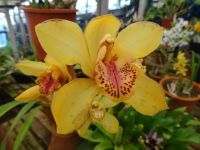 im Orchideen Garten  &ndash; &copy; Hans-Joachim Trutz (Eberhardt TRAVEL)