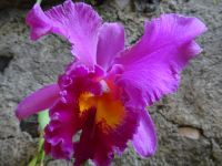 im Orchideen Garten  &ndash; &copy; Hans-Joachim Trutz (Eberhardt TRAVEL)