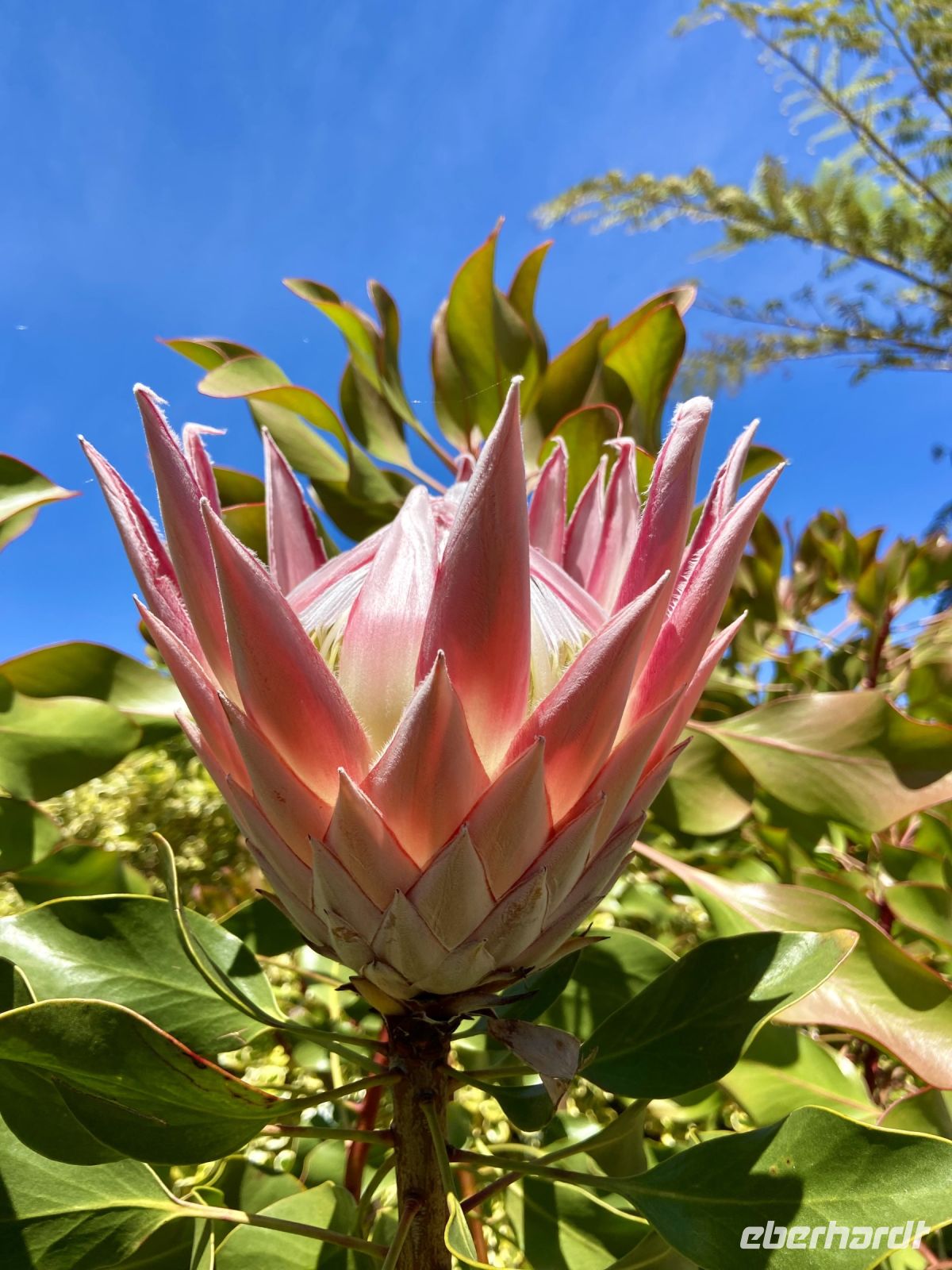 Protea Madeira &ndash; &copy; Heike Wagner (Eberhardt TRAVEL)