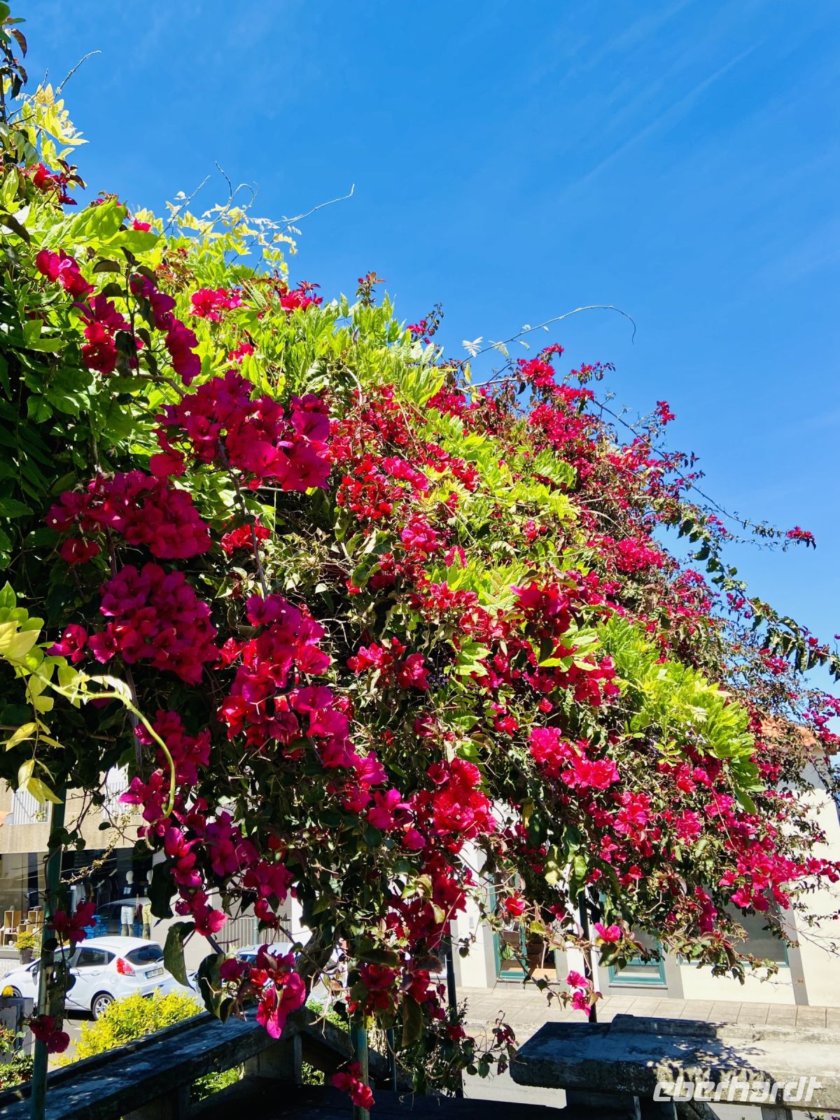 Buganvilla &ndash; &copy; Heike Wagner (Eberhardt TRAVEL)