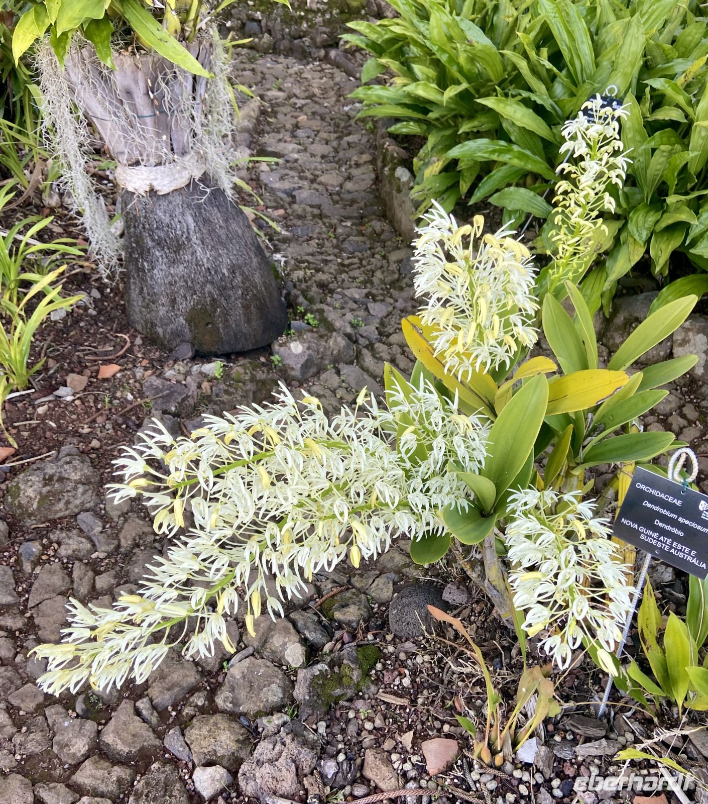Orchidee  &ndash; &copy; Heike Wagner (Eberhardt TRAVEL)