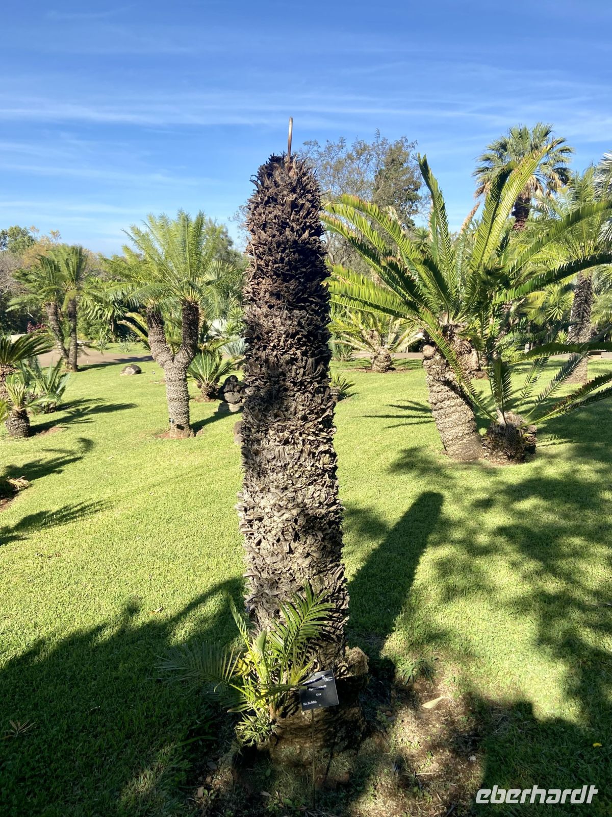 Cycas &ndash; &copy; Heike Wagner (Eberhardt TRAVEL)