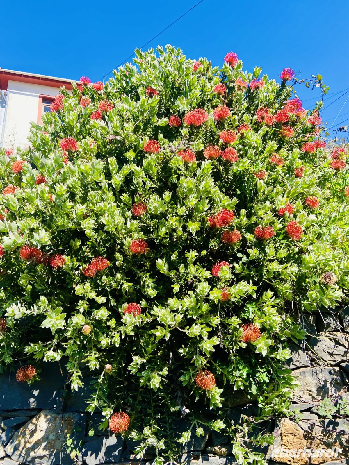 Proteaceae &ndash; &copy; Heike Wagner (Eberhardt TRAVEL)