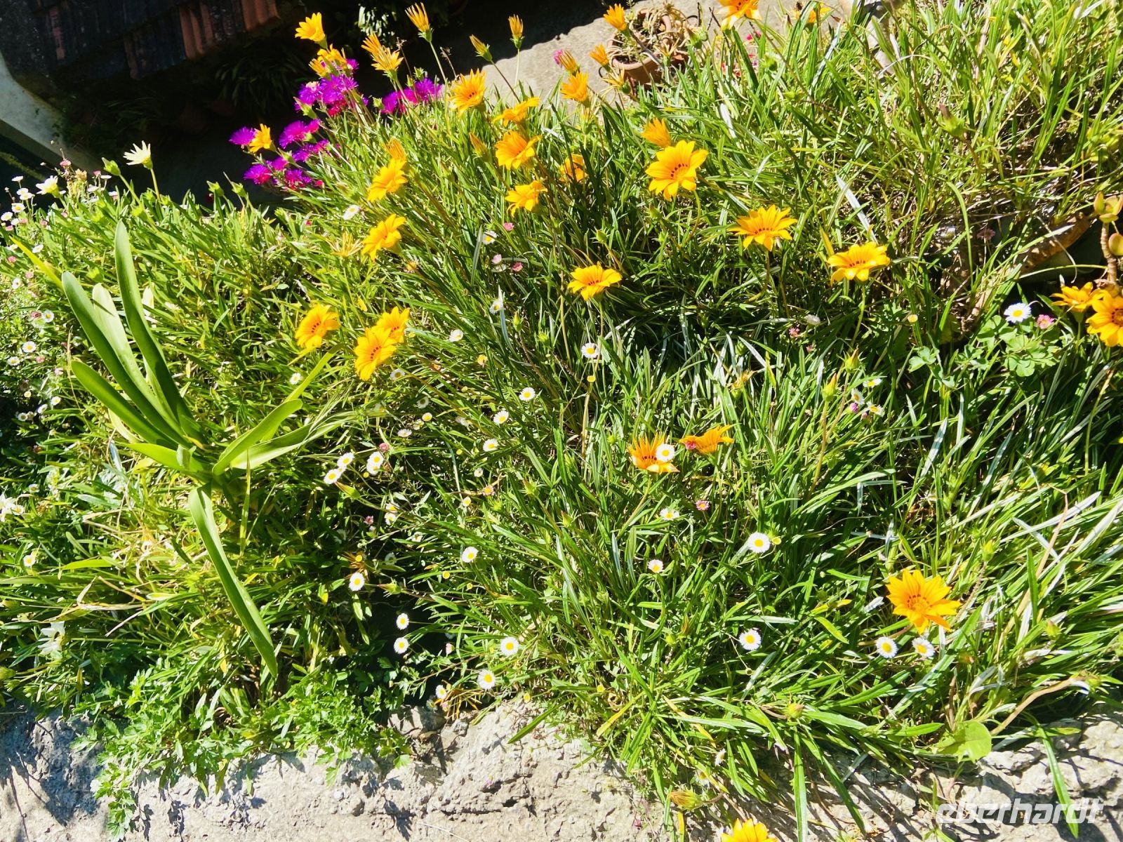Gazania &ndash; &copy; Heike Wagner (Eberhardt TRAVEL)