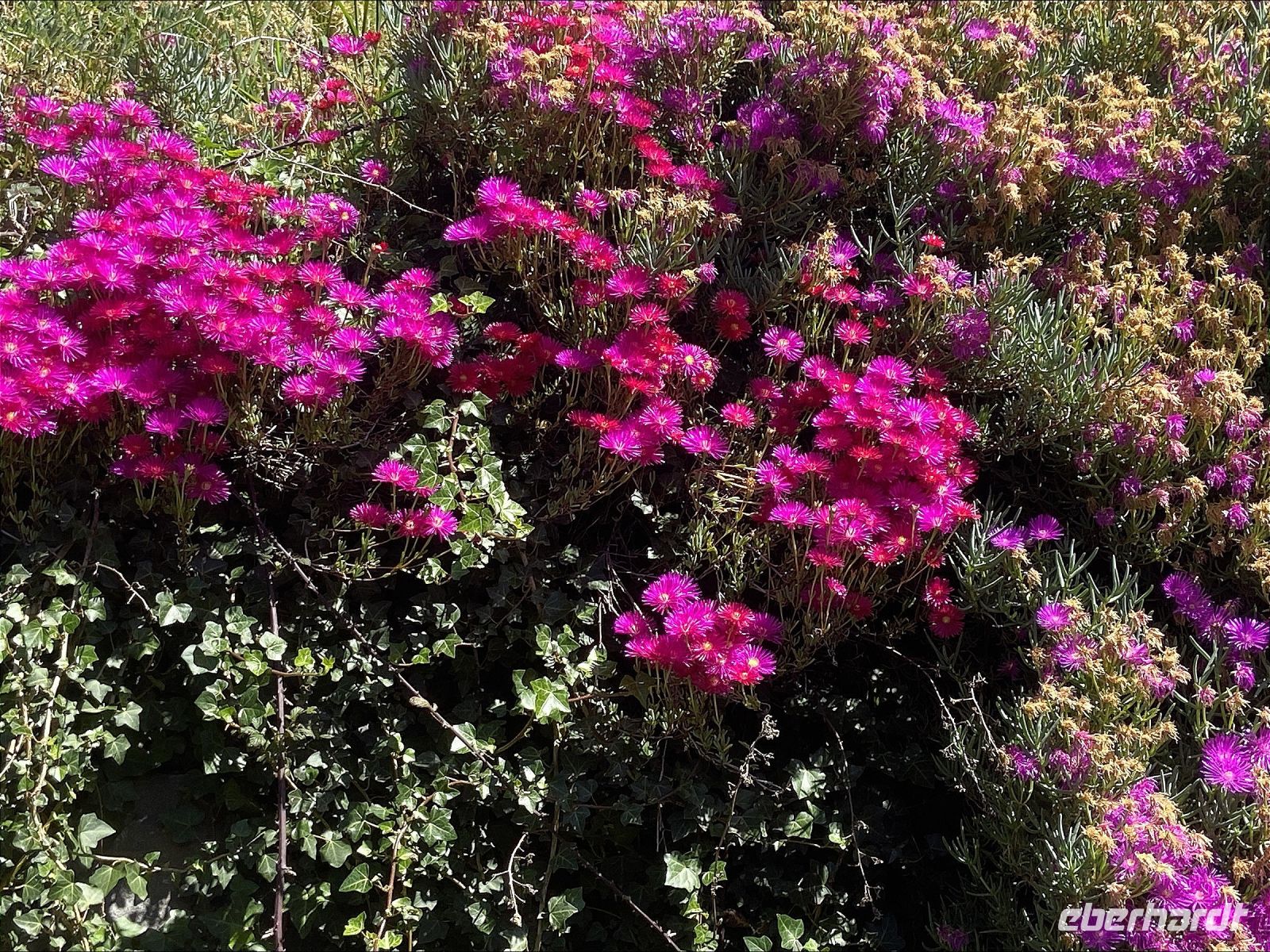 Lampranthus &ndash; &copy; Heike Wagner (Eberhardt TRAVEL)