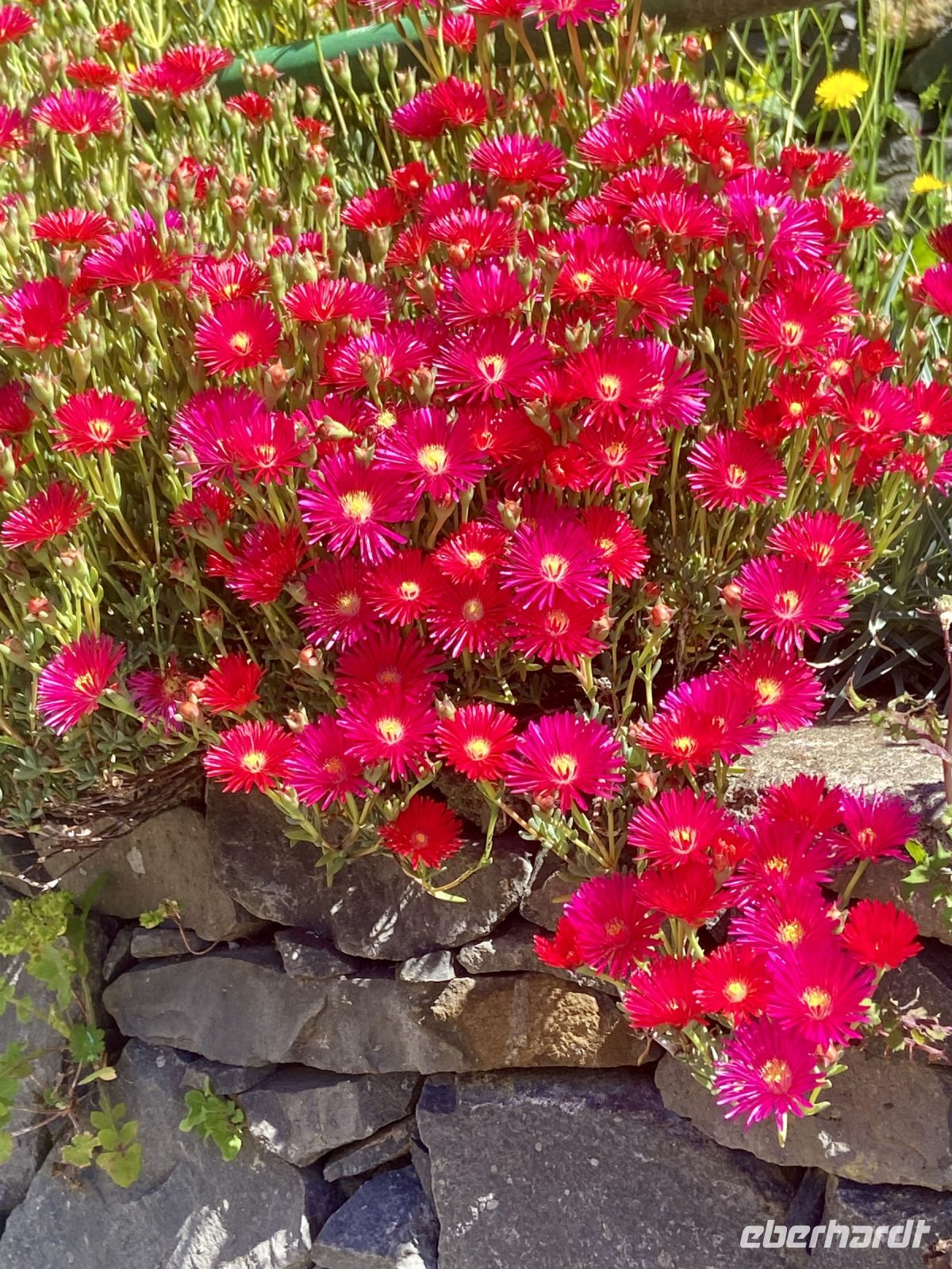 Strahlender Lampranthus &ndash; &copy; Heike Wagner (Eberhardt TRAVEL)
