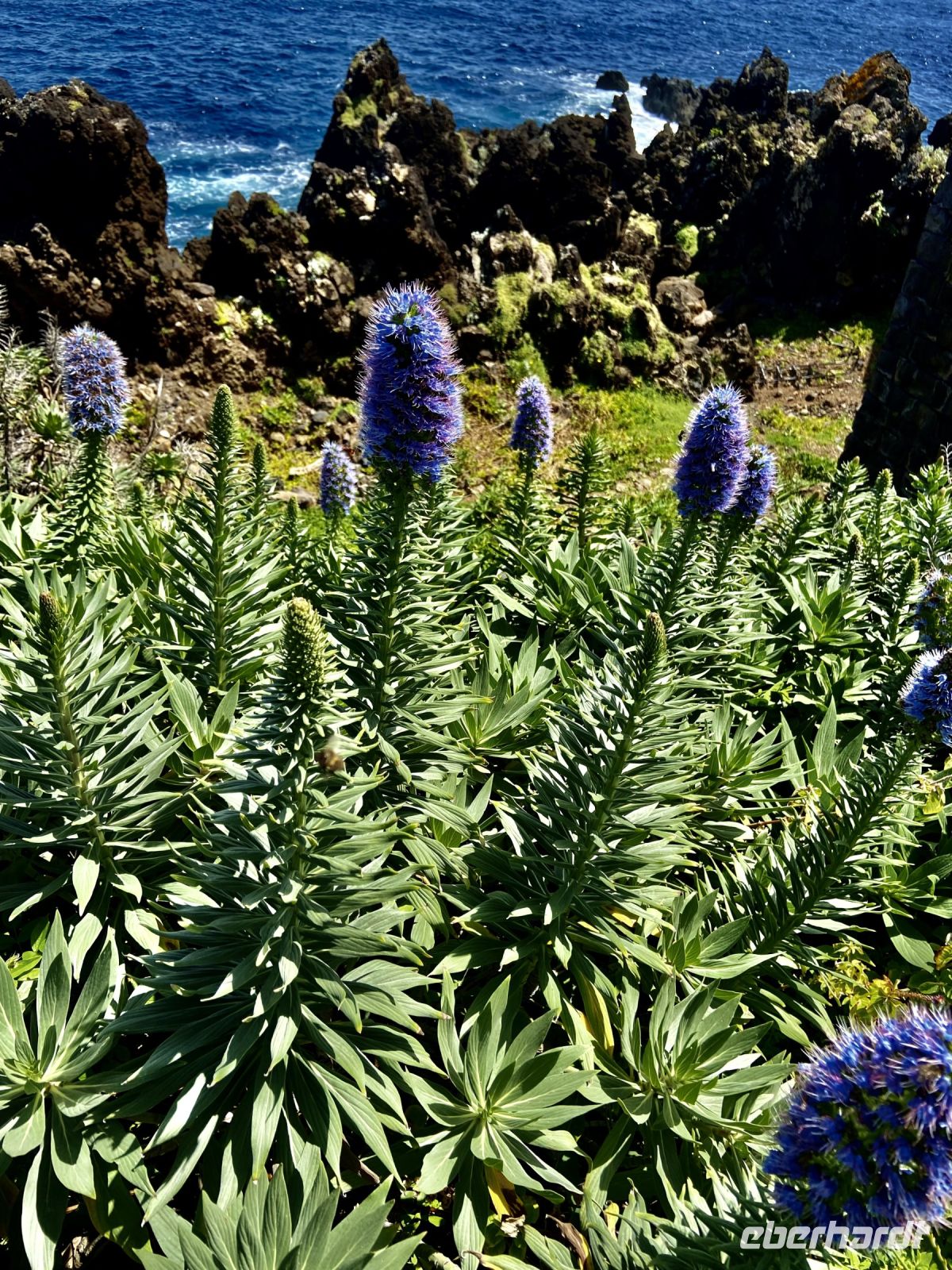 Natternkopf - der Stolz von Madeira &ndash; &copy; Heike Wagner (Eberhardt TRAVEL)