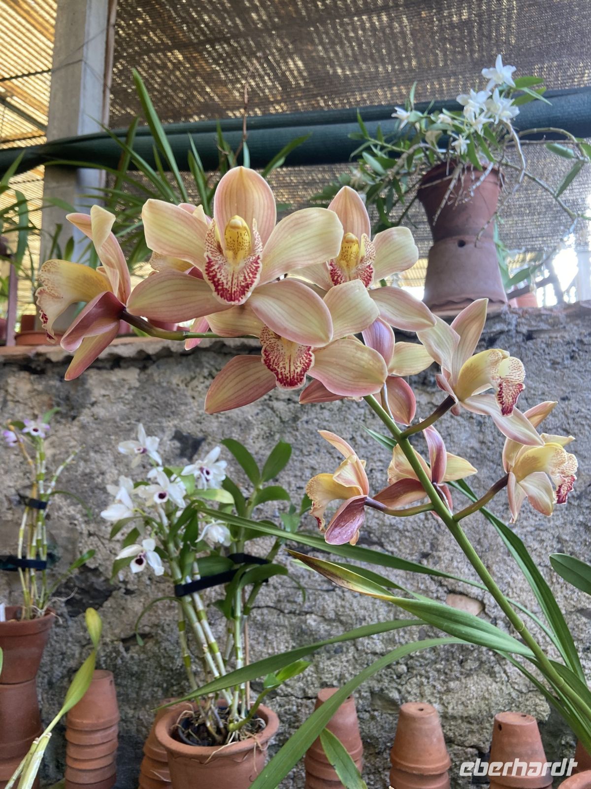 Orchideen  &ndash; &copy; Heike Wagner (Eberhardt TRAVEL)
