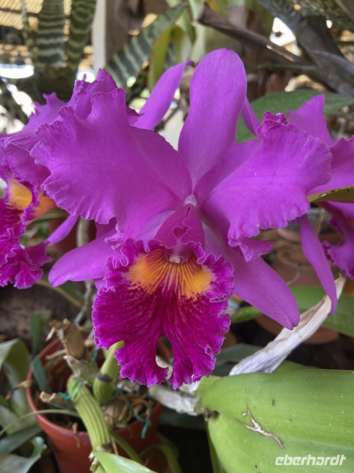 Orchideen  &ndash; &copy; Heike Wagner (Eberhardt TRAVEL)