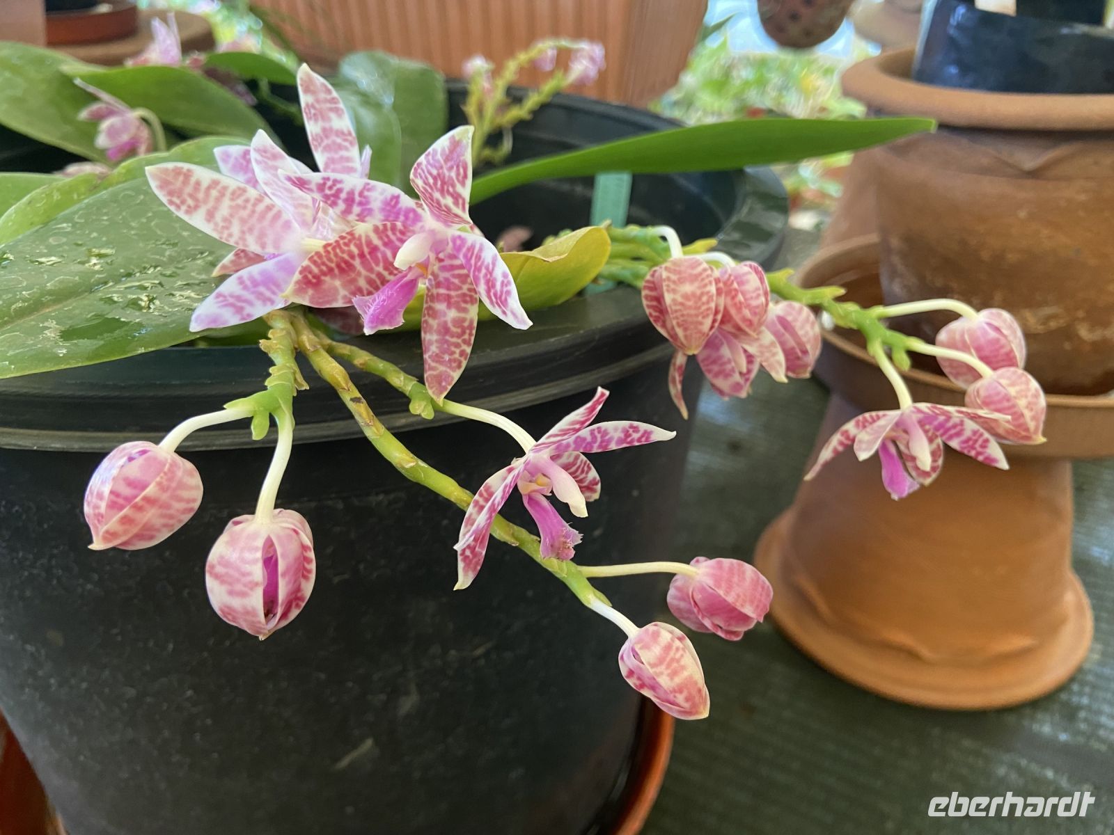 Orchideen  &ndash; &copy; Heike Wagner (Eberhardt TRAVEL)