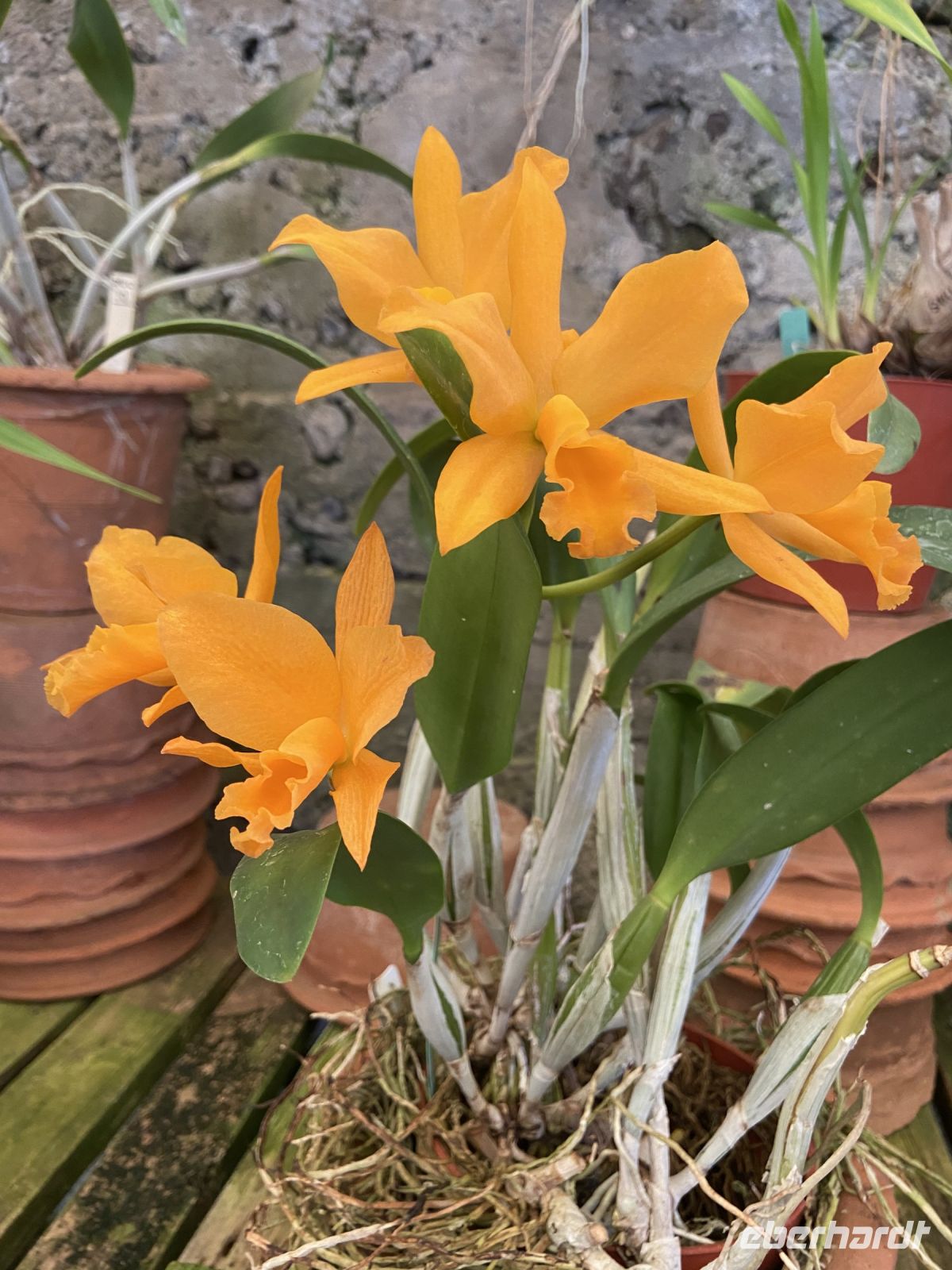 Orchideen  &ndash; &copy; Heike Wagner (Eberhardt TRAVEL)