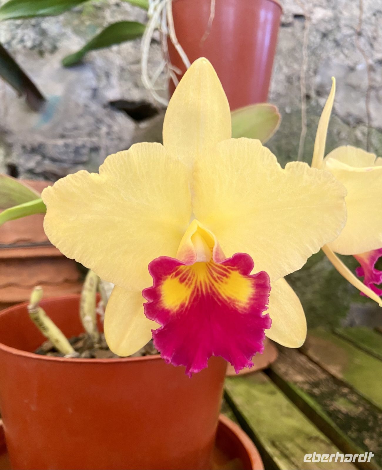Orchideen  &ndash; &copy; Heike Wagner (Eberhardt TRAVEL)