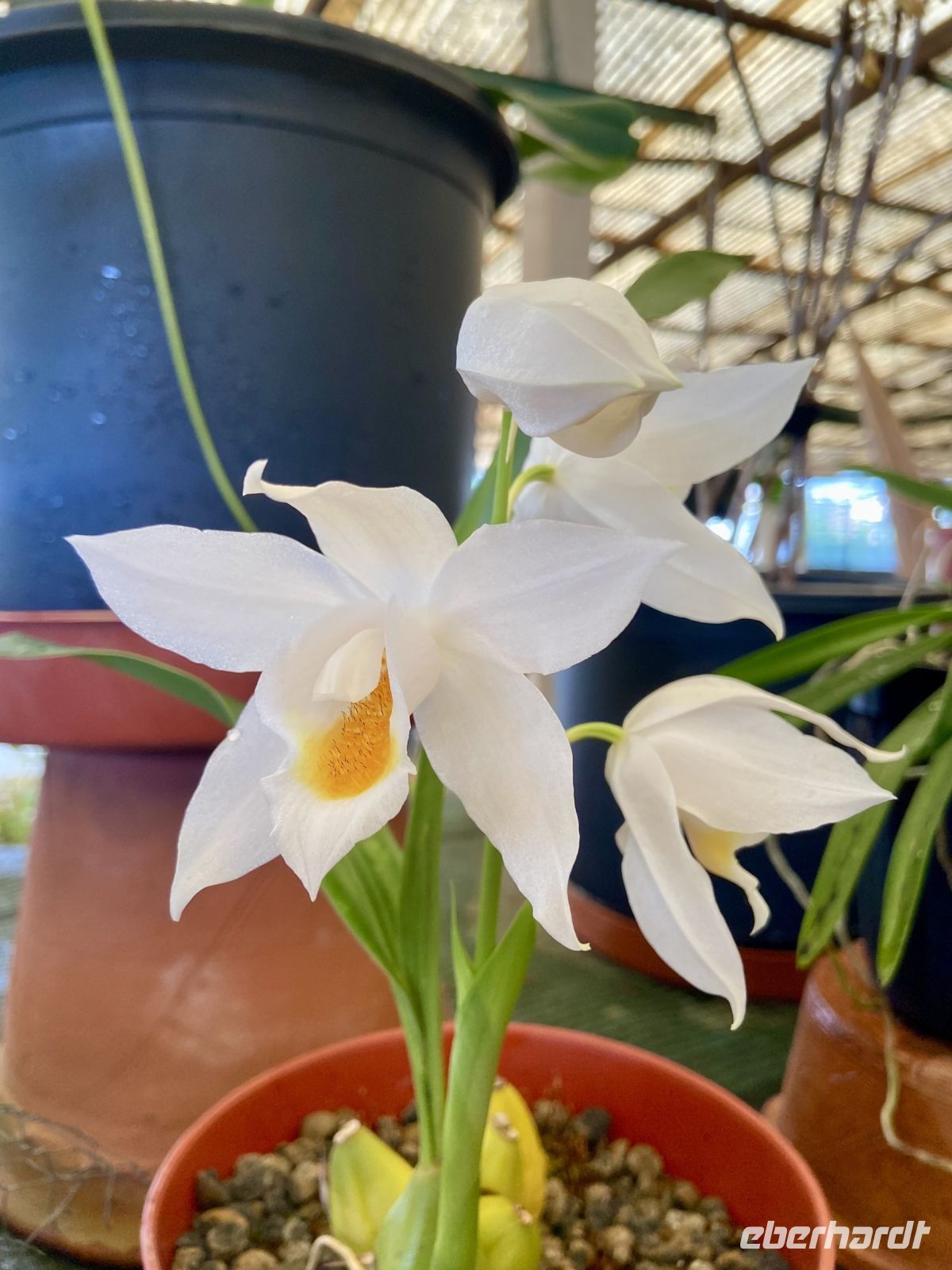 Orchideen  &ndash; &copy; Heike Wagner (Eberhardt TRAVEL)
