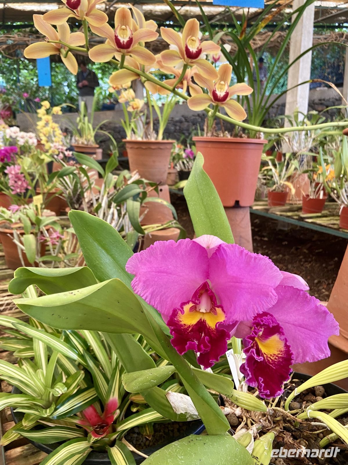 Orchideen  &ndash; &copy; Heike Wagner (Eberhardt TRAVEL)