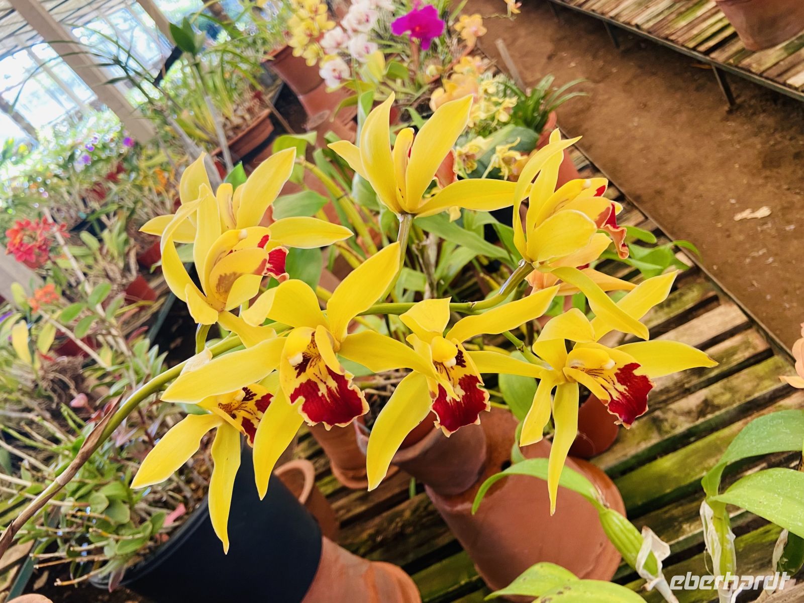 Orchideen  &ndash; &copy; Heike Wagner (Eberhardt TRAVEL)