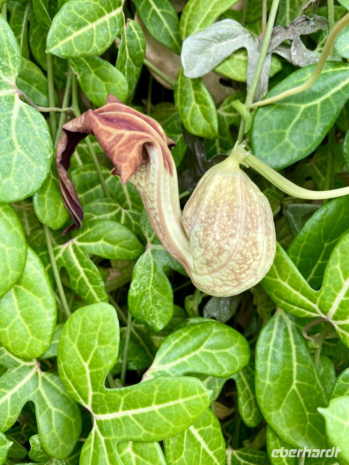 Aristolochia trilobata &ndash; &copy; Heike Wagner (Eberhardt TRAVEL)