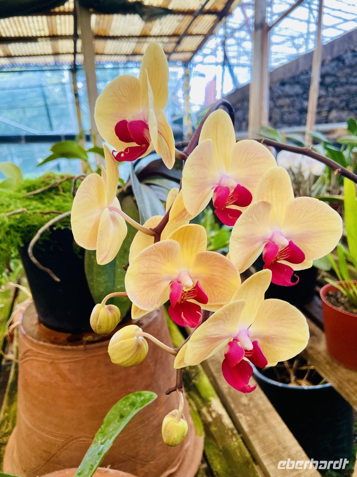 Orchideen  &ndash; &copy; Heike Wagner (Eberhardt TRAVEL)