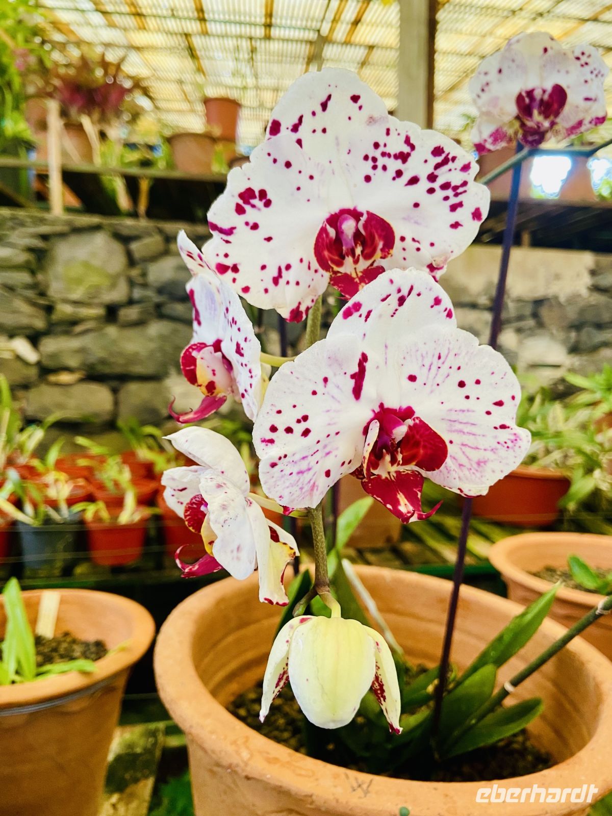 Orchideen  &ndash; &copy; Heike Wagner (Eberhardt TRAVEL)