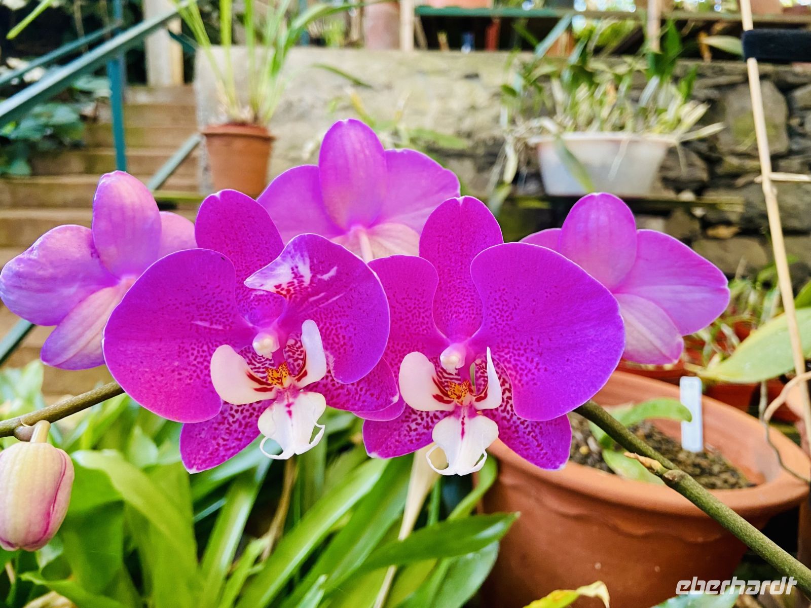 Orchideen  &ndash; &copy; Heike Wagner (Eberhardt TRAVEL)