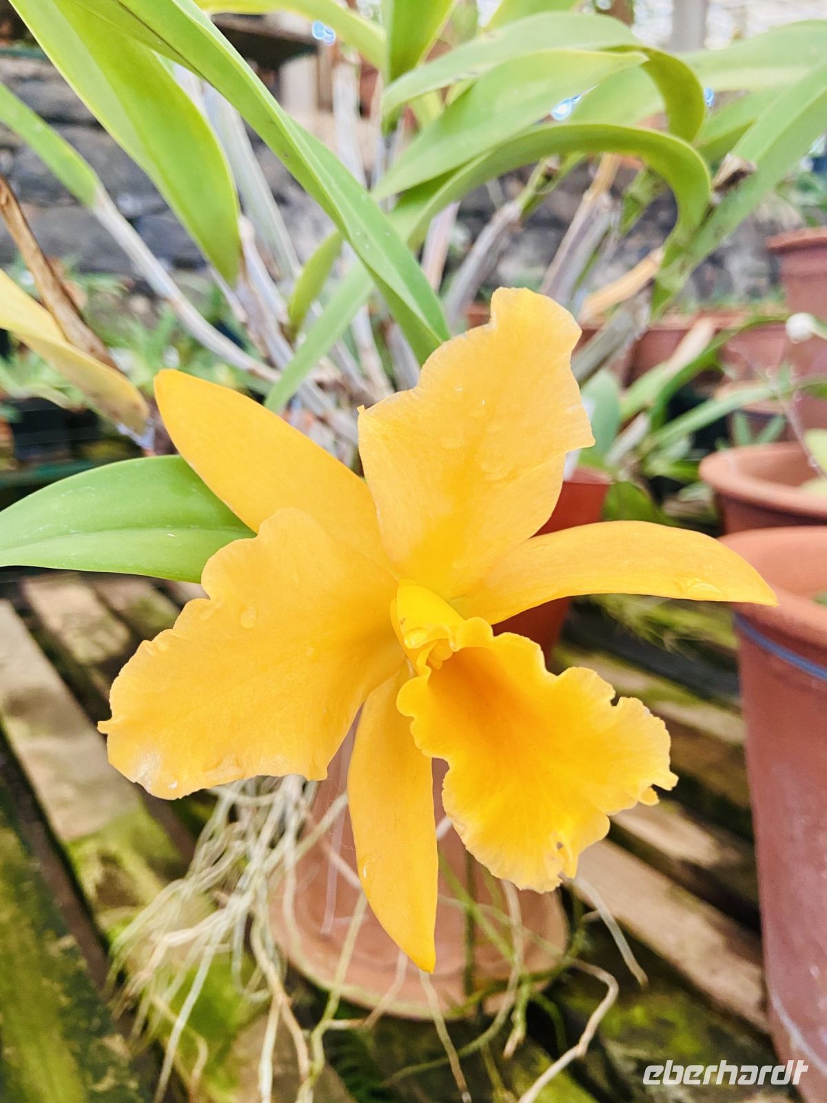 Orchideen  &ndash; &copy; Heike Wagner (Eberhardt TRAVEL)