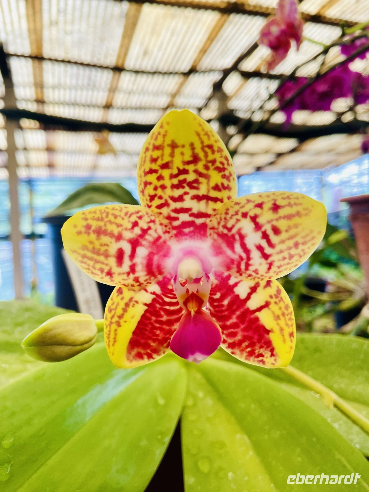 Orchideen  &ndash; &copy; Heike Wagner (Eberhardt TRAVEL)