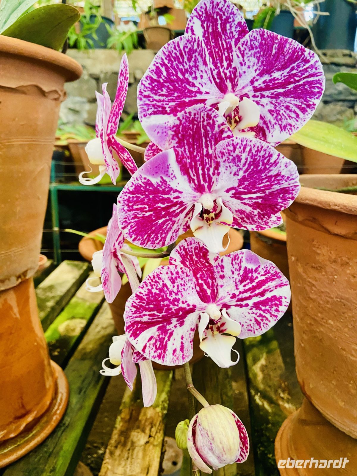 Orchideen  &ndash; &copy; Heike Wagner (Eberhardt TRAVEL)