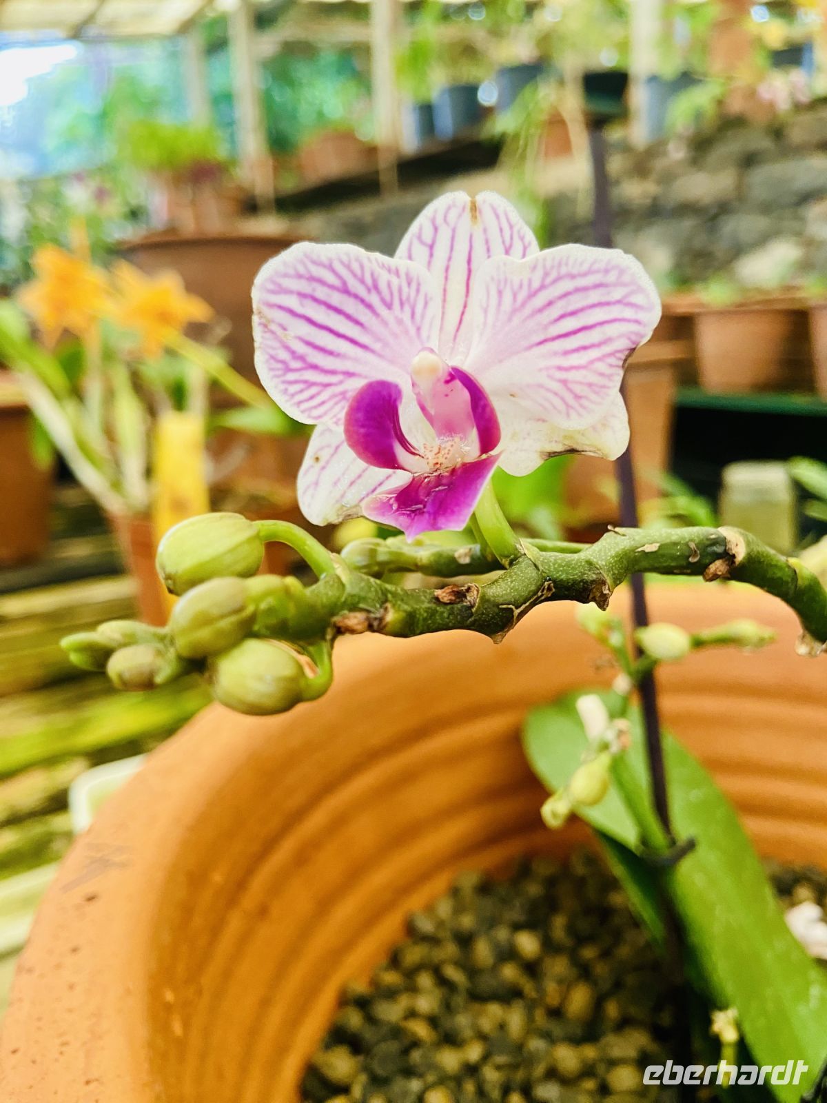 Orchideen  &ndash; &copy; Heike Wagner (Eberhardt TRAVEL)