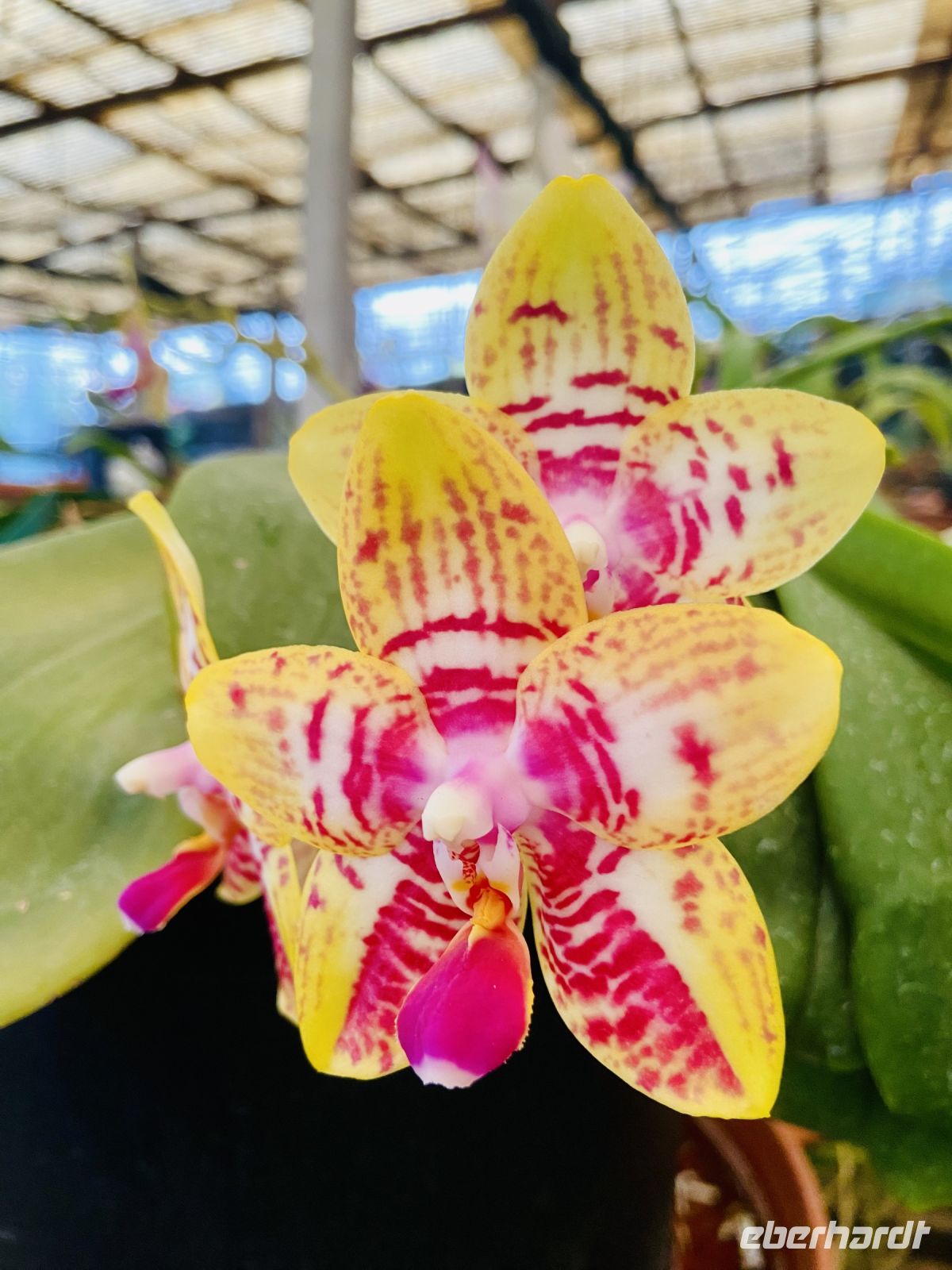 Orchideen  &ndash; &copy; Heike Wagner (Eberhardt TRAVEL)
