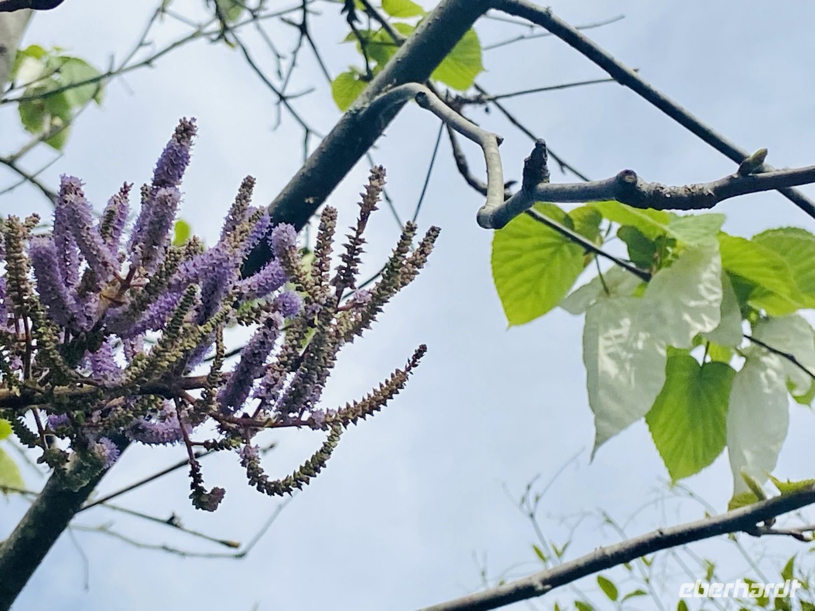 Taschentuchbaum &ndash; &copy; Heike Wagner (Eberhardt TRAVEL)