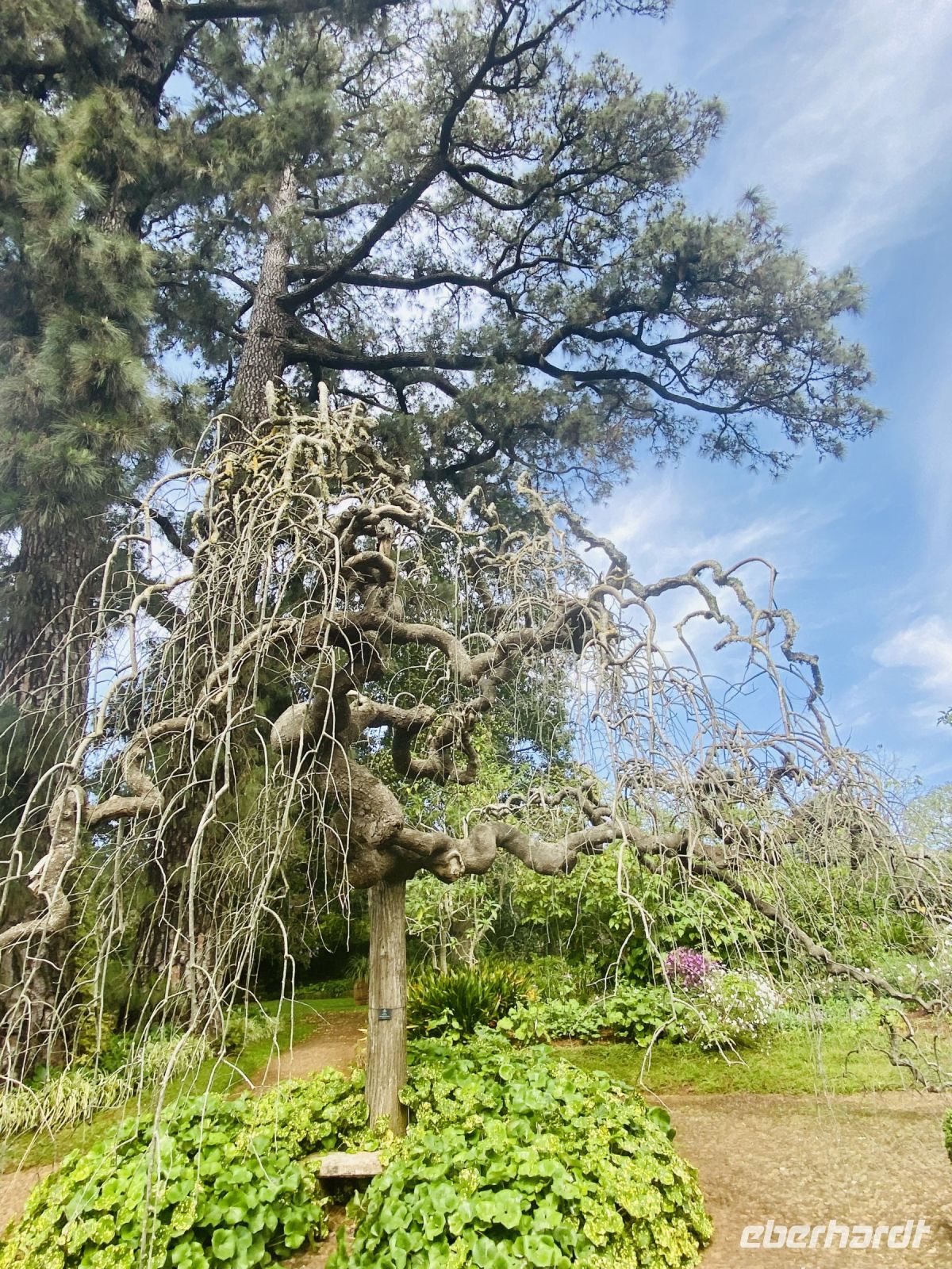 Pagodenbaum &ndash; &copy; Heike Wagner (Eberhardt TRAVEL)