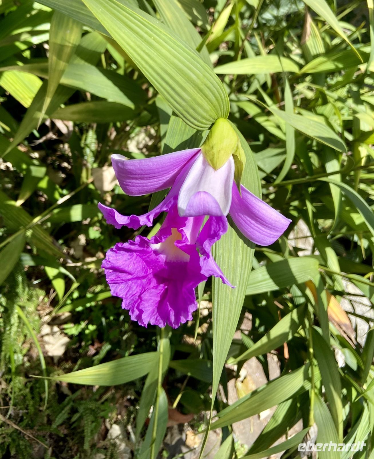 Bambus-Orchidee &ndash; &copy; Heike Wagner (Eberhardt TRAVEL)