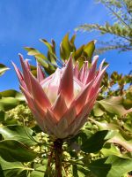 Protea Madeira &ndash; &copy; Heike Wagner (Eberhardt TRAVEL)