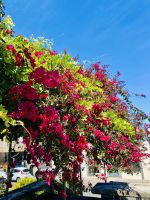 Buganvilla &ndash; &copy; Heike Wagner (Eberhardt TRAVEL)