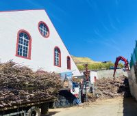 Zuckerrohr &ndash; &copy; Heike Wagner (Eberhardt TRAVEL)