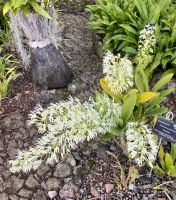 Orchidee  &ndash; &copy; Heike Wagner (Eberhardt TRAVEL)