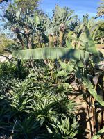 Bananenstaude &ndash; &copy; Heike Wagner (Eberhardt TRAVEL)