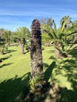 Cycas &ndash; &copy; Heike Wagner (Eberhardt TRAVEL)