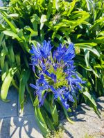 Afrikanische Liebesblume - Agapanthus &ndash; &copy; Heike Wagner (Eberhardt TRAVEL)