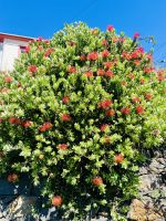 Proteaceae &ndash; &copy; Heike Wagner (Eberhardt TRAVEL)