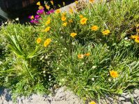 Gazania &ndash; &copy; Heike Wagner (Eberhardt TRAVEL)