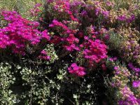 Lampranthus &ndash; &copy; Heike Wagner (Eberhardt TRAVEL)